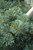 Pinus parviflora Fukuzumi 303555