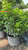  Hydrangea paniculata Limelight Prime 303953 