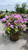  Rhododendron catawbiense Purpureum Elegans 303954 