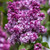  Syringa x hyacinthiflora Virtual Violet 304758 