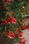 Other Vine Campsis radicans Flamenco 306557 