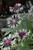 Other Sun Per. Centaurea Amethyst Dream 307230 