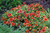 Gaillardia Bright Red 325054