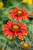 Gaillardia Bright Red 325054