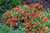Other Sun Per. Gaillardia Bright Red 325054 
