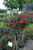 Tree Rose Rosa Tr Petite Red Knock Out 307408 