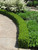  Buxus x Green Velvet 308806 