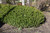  Buxus microphylla Winter Gem 308808 