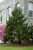  Pinus leucodermis Angels Sentry 309393 