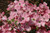  Cornus florida Cherokee Brave 233939 