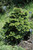 Chamacyparis Chamaecyparis obtusa Templehof 235765 