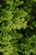 Chamacyparis Chamaecyparis obtusa Templehof 235765 