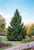  Picea abies Paul's Select 329893 
