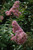 Lagerstoemia Lagerstroemia indica Muskogee 310717 