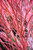 Acer palmatum Sango Kaku 311070