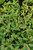 Gardenias JASMINE STAR 5 GAL 