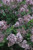  Syringa 'Pearl Potion' 311763 