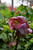  Helleborus Pennys Pink 236671 