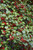  Ilex opaca 312015 