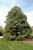  Ilex opaca 334194 