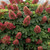  Hydrangea quercifolia Ruby Slippers 312044 