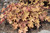  Heuchera Obsidian 312297 