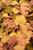  Heuchera Obsidian 312297 