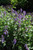Other Sun Per. Nepeta Whispurr Pink 312325 