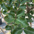 Lagerstoemia Lagerstroemia indica Tuscarora 312331 