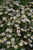 Aster Novae Angliae 332300