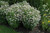 Aster Novae Angliae 332300