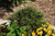  Pinus leucodermis Banderica 313383 