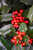 Ilex Nellie R. Stevens 315965