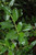  Ilex Nellie R. Stevens 315965 