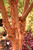  Acer griseum 237824 