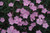 Dianthus Rosebud 316627
