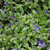  Vinca M Ralph Shugert 161072 