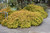 Other Deciduous Abelia x grandiflora Kaleidoscope 171577 