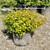 Other Deciduous Abelia x grandiflora Kaleidoscope 171577 