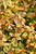 Other Deciduous Abelia x grandiflora Kaleidoscope 171577 