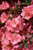  Azalea kurume Blaauws Pink 168604 