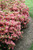  Azalea kurume Blaauws Pink 168604 