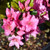 Azalea kurume Tradition 168696
