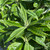 Buddleia davidii Pugster Amethyst 168743