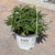  Buddleia davidii Pugster Amethyst 168743 