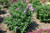  Buddleia davidii Pugster Amethyst 168743 