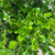  Buxus microphylla Winter Gem 168756 