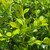 Buxus microphylla Winter Gem 168758