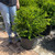  Buxus microphylla Winter Gem 168758 