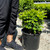 Buxus x Green Velvet 168815
